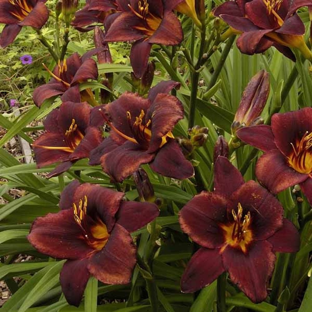 Lis d'un jour, hémérocalle 'chocolate candy' pot de 2l/3l