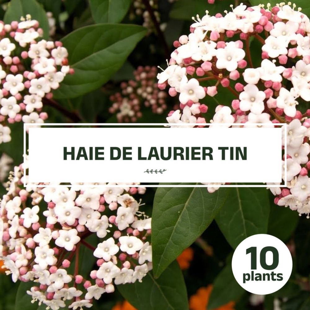 Kit haie laurier tin (Viburnum tinus)