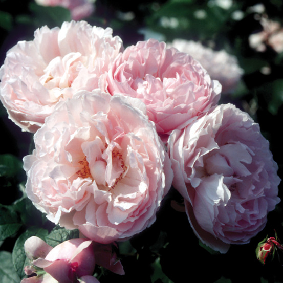 Rosier ancien bourbon 'souvenir de la malmaison' pot de 4l/5l