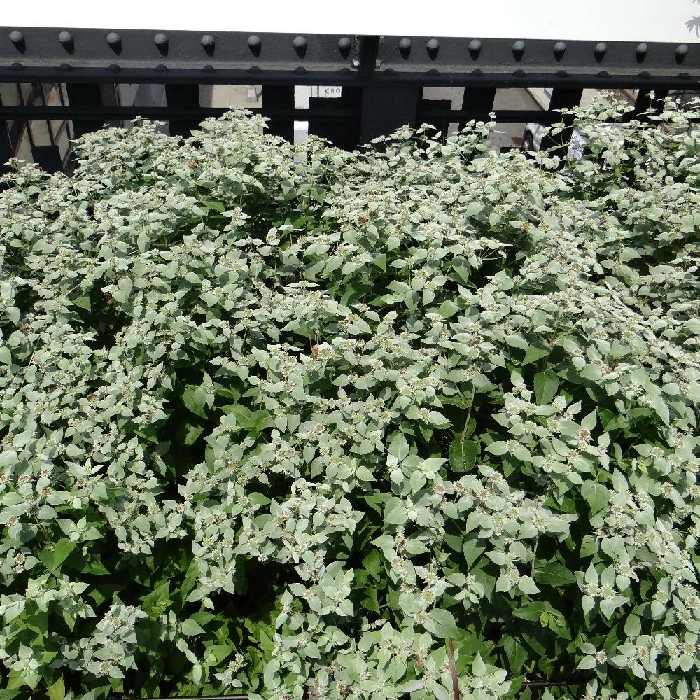 Menthe des montagnes lot de 3 godets