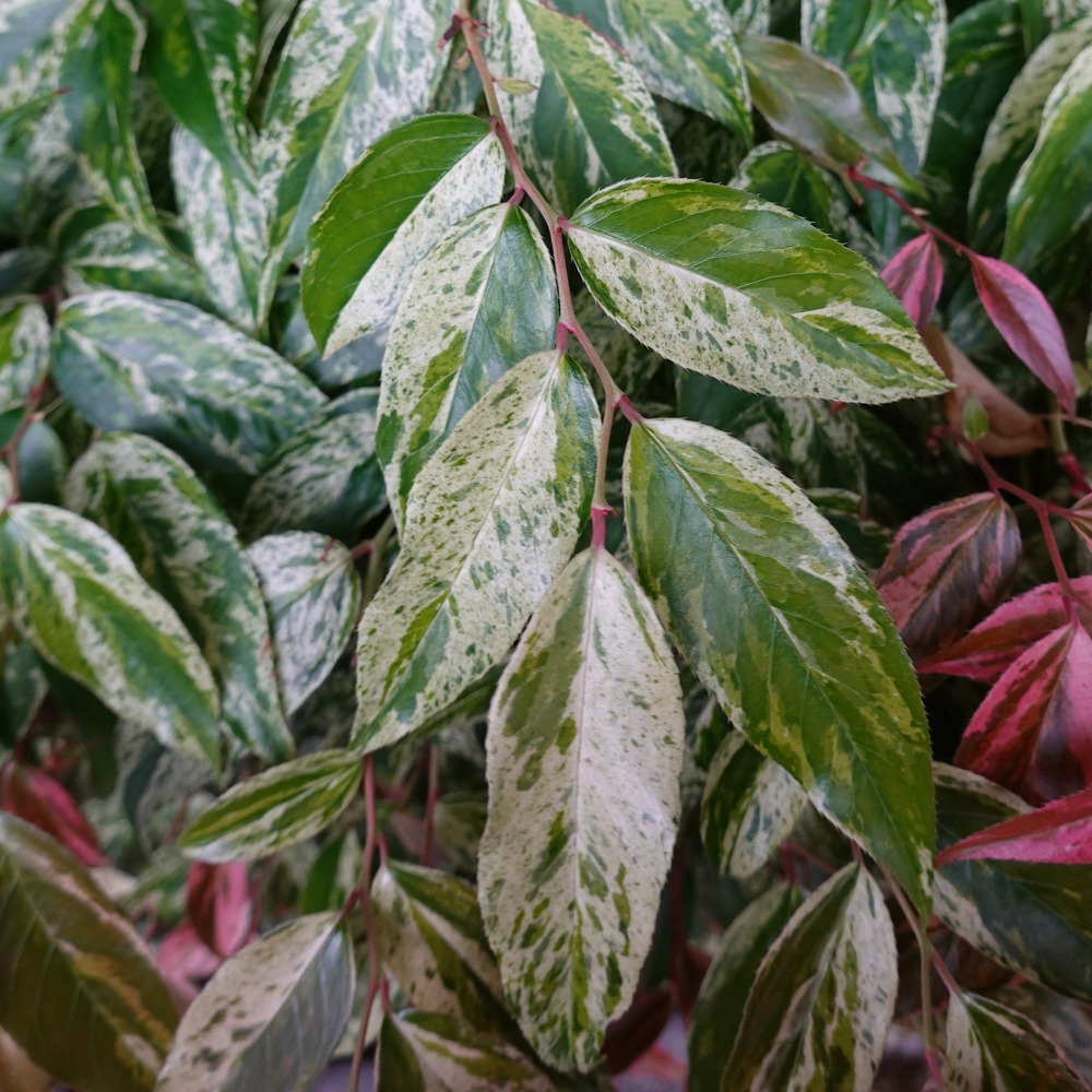 Leucothoe walteri rainbow - le pot / 2l / hauteur livrée 25-30cm