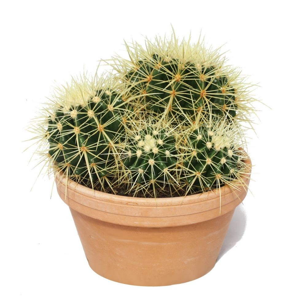 Echinocactus grusonii - chaise belle-mère - solitaire - bol 16cm
