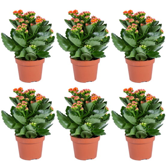 Kalanchoé - orange par 6 stuks - plante en pot extérieur et intérieur 12 cm - 25-30 cm