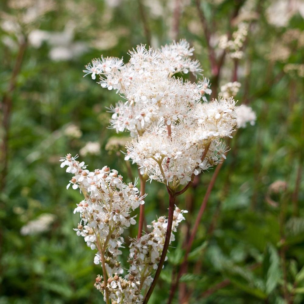 Reine des près, filipendule pourpre 'alba' godet de 8/9 cm