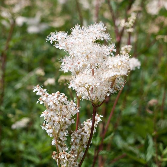 Reine des près, filipendule pourpre 'alba' godet de 8/9 cm