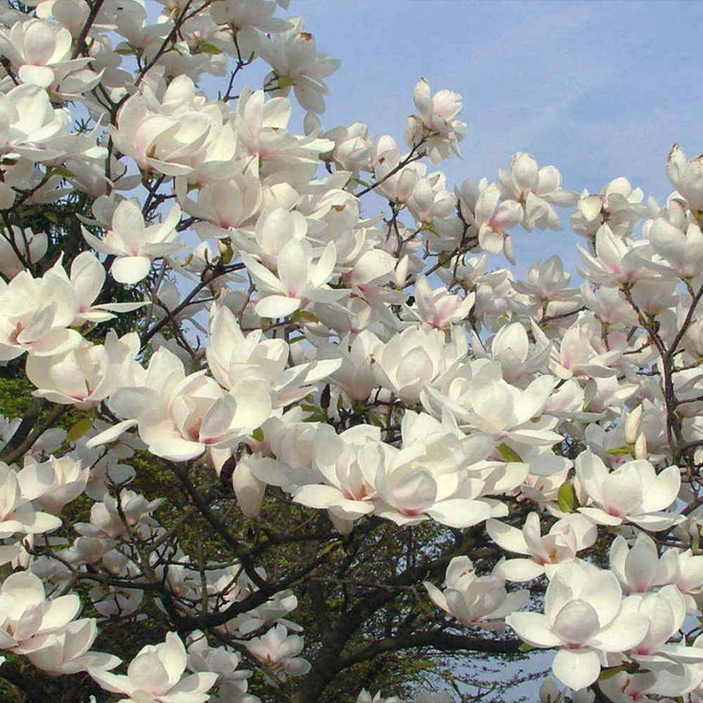 Magnolia 'manchu fan' pot de 7,5l/10l