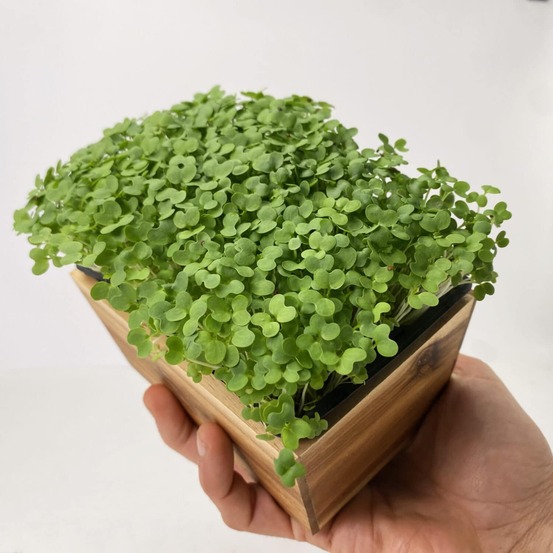 Graines de micro pousses de roquette