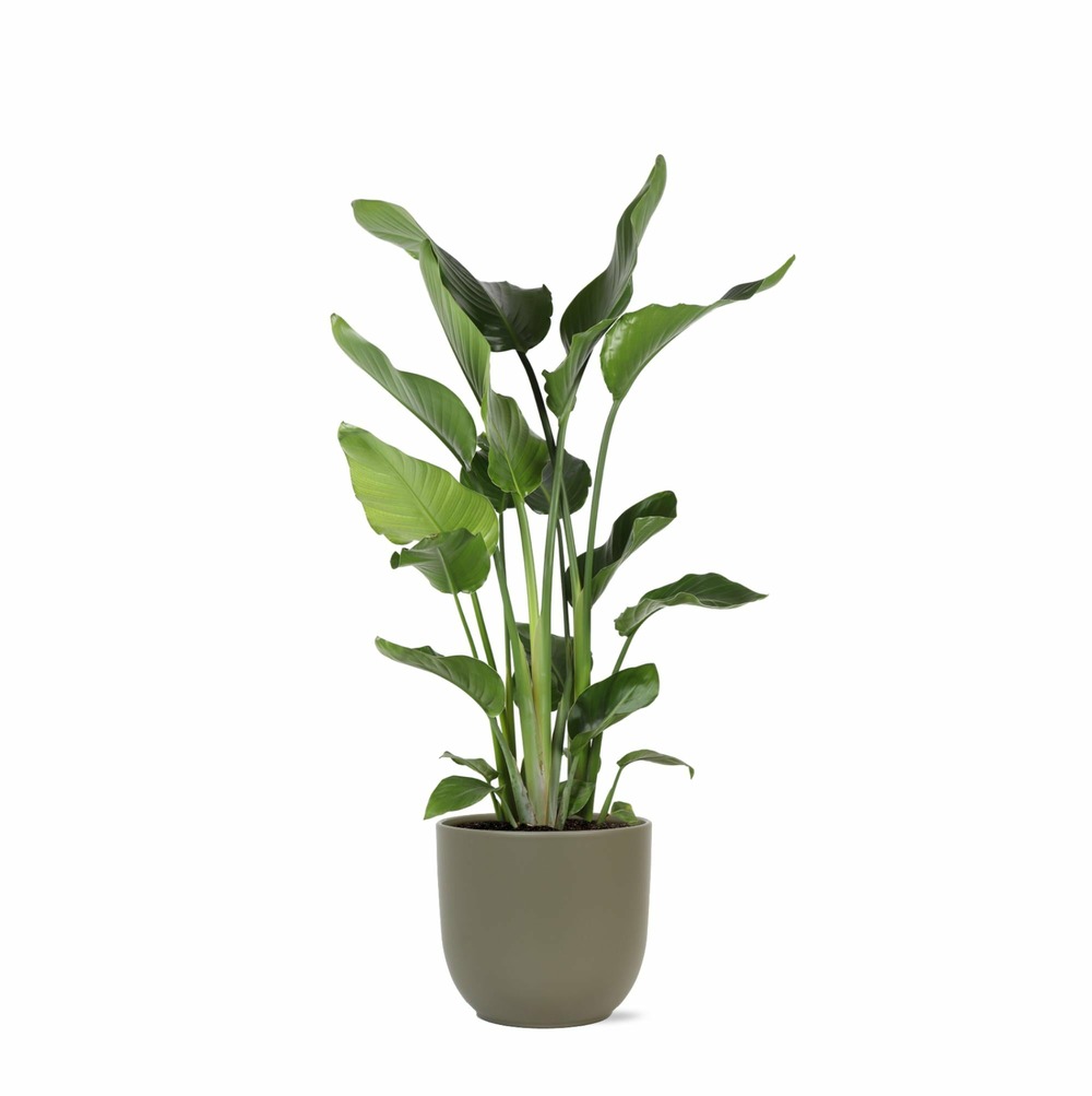 Strelitzia nicolai et son pot olive - hauteur 120cm