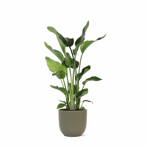 Strelitzia nicolai et son pot olive - hauteur 120cm