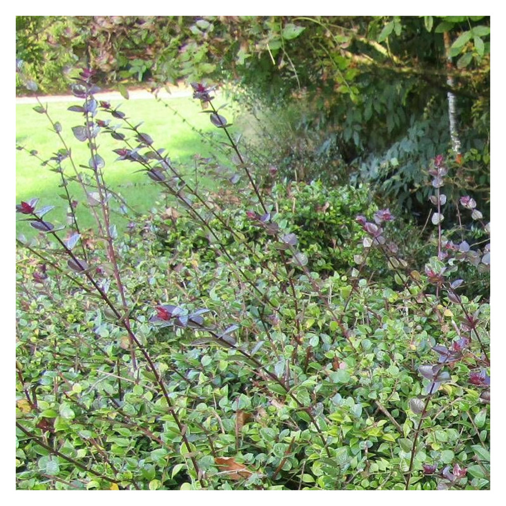 Chèvrefeuille arbustif red tips, lonicera pot de 3l - 40/60 cm