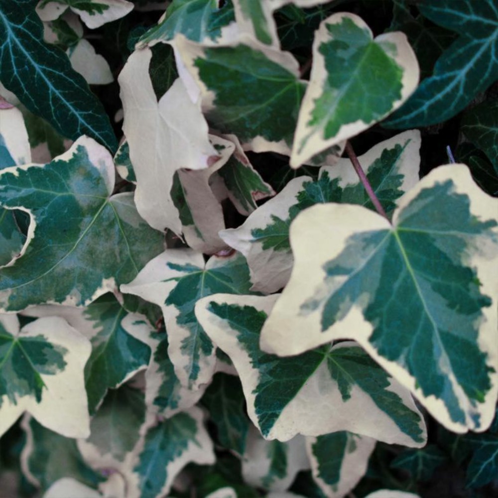 Lierre des Canaries 'Gloire de Marengo'…