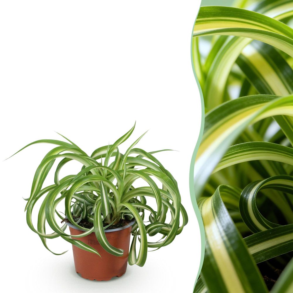 Chlorophytum comosum bonnie - pet-friendly - pot de 12cm - hauteur 20cm