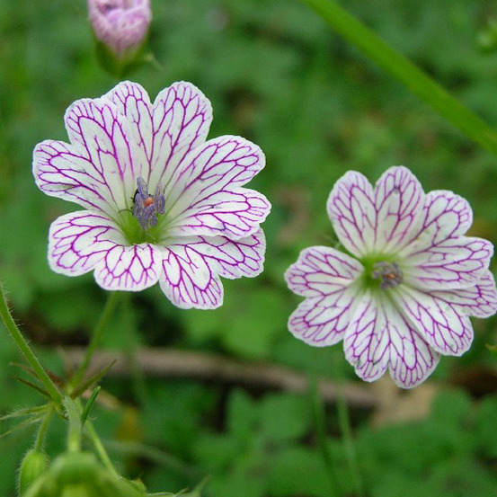 6 x géranium vivace versicolore - geranium versicolor - godet 9cm x 9cm