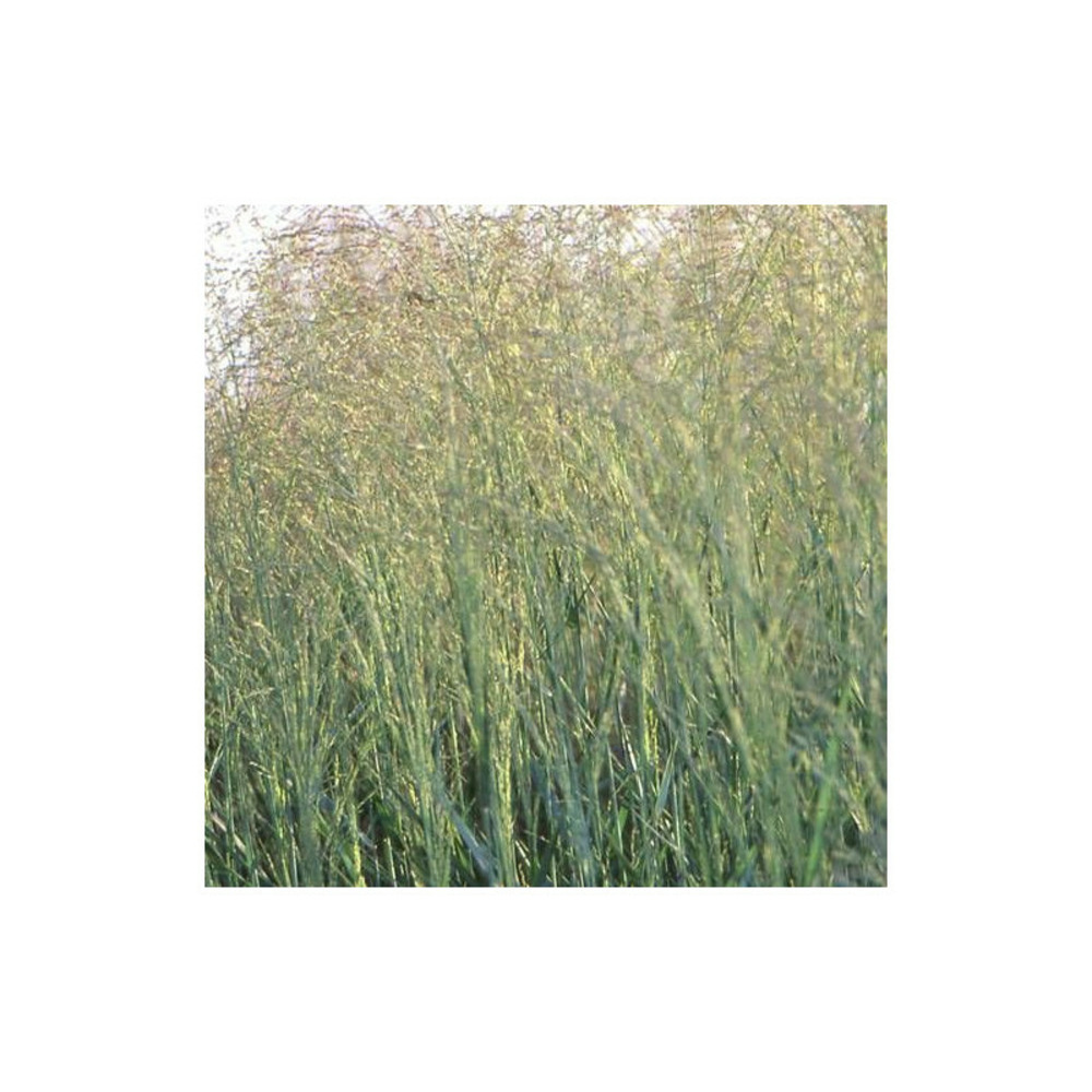 Panic érigé prairie sky godet - 5/20 cm