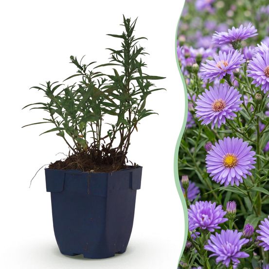 Aster - lot de 3 - pot 11 cm - hauteur 25 cm - plante d'extérieur