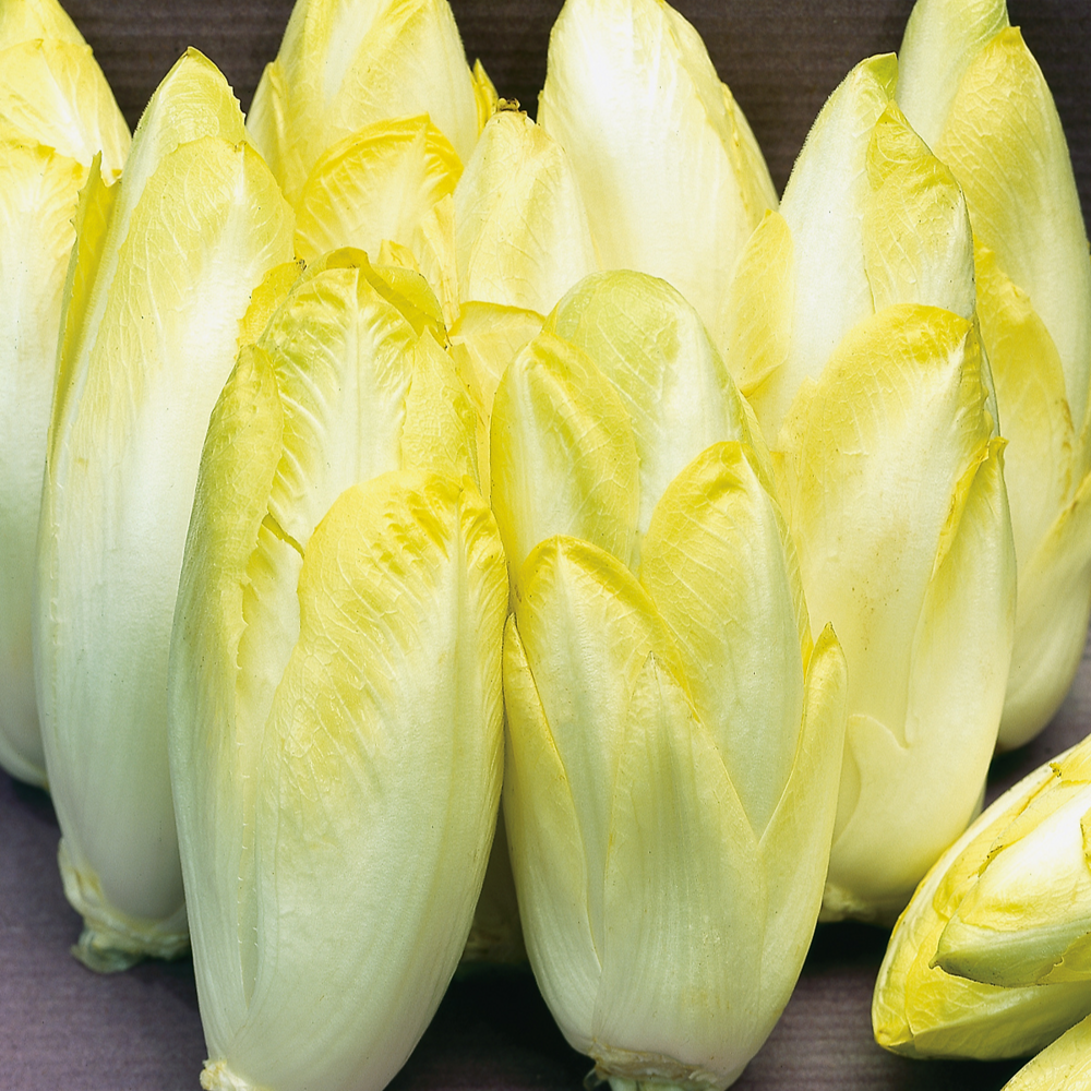 Chicoree witloof zoom f1 - 5 g