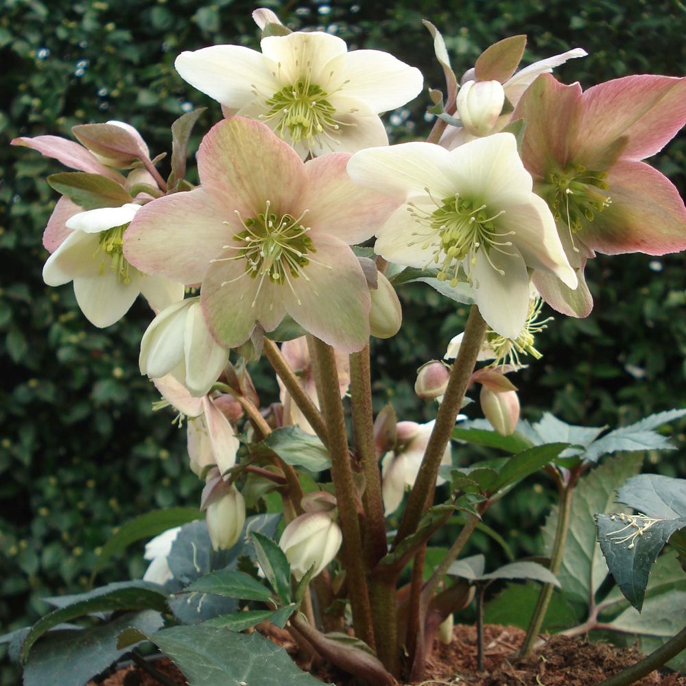 Hellébore 'emma' pot de 2l/3l