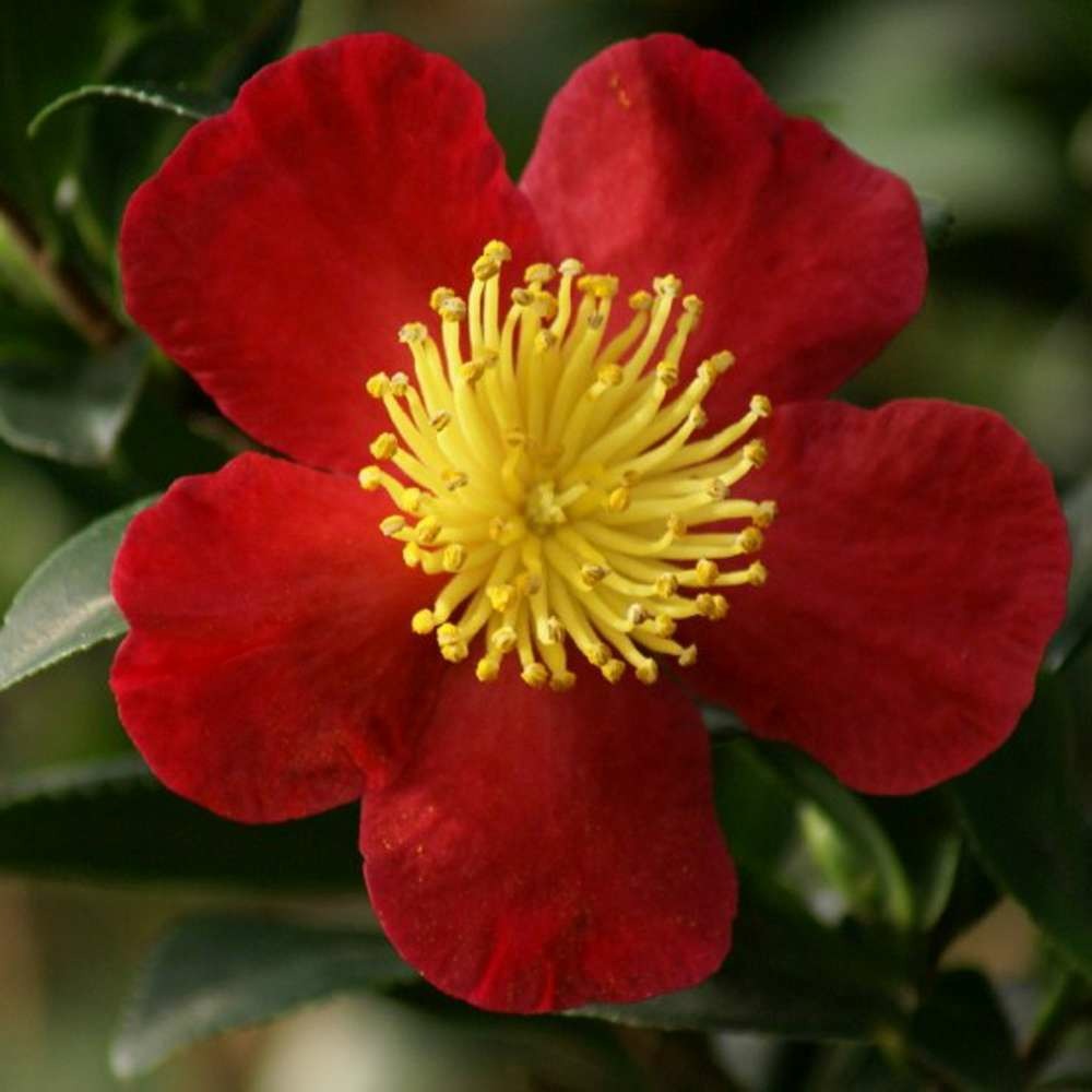Camellia x 'yuletide':pot 15l