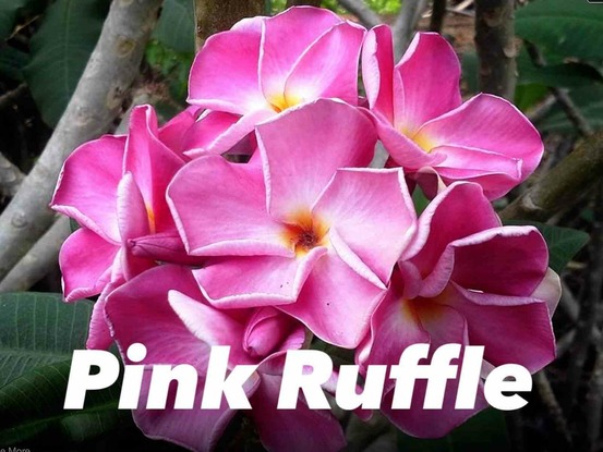 Plumeria rubra
