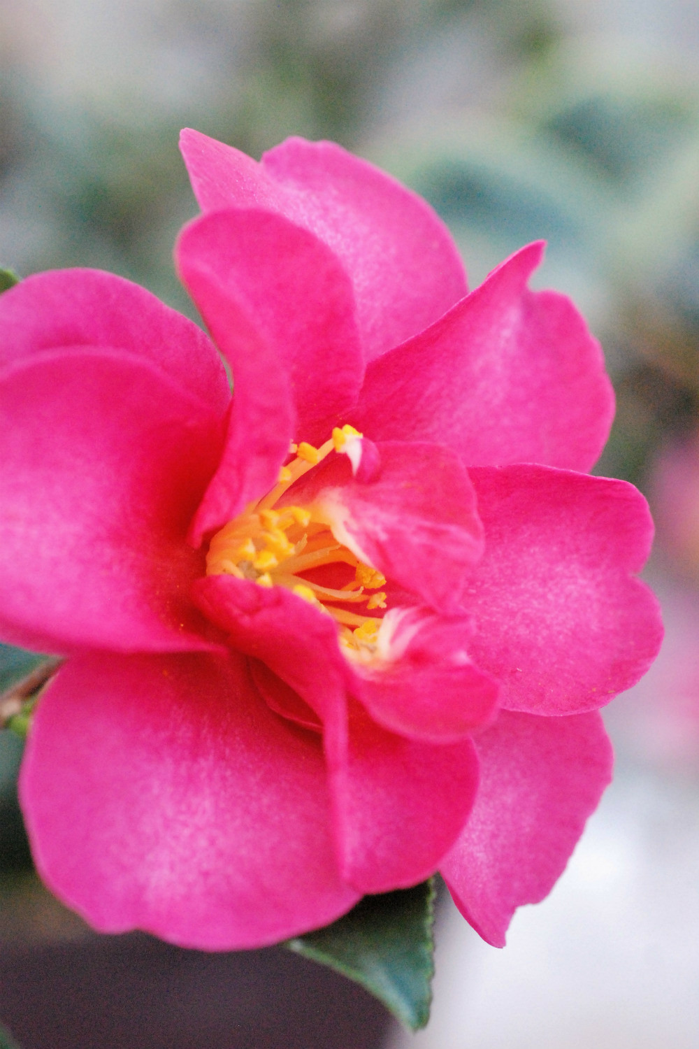 Camélia 'burgundy sparkline' - en pot de 1 litre