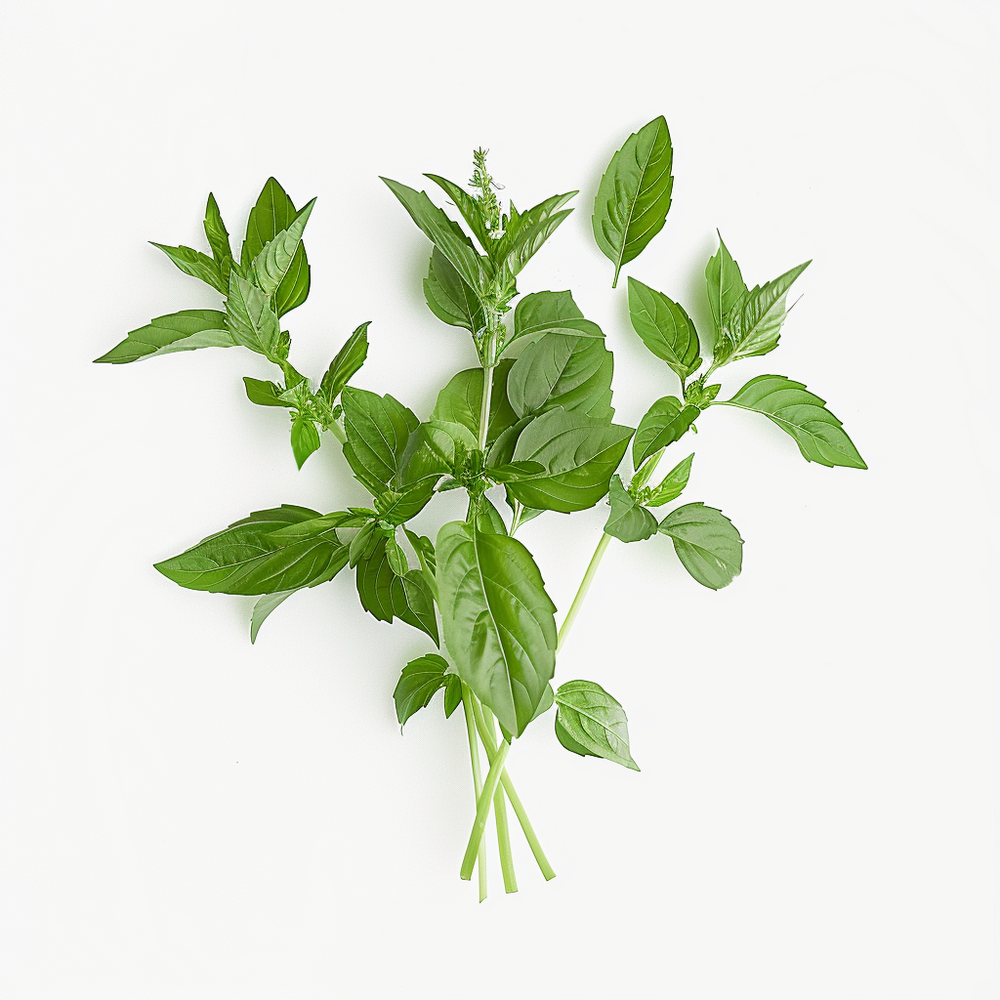 150 graines de basilic citron - semisauvage permaculture