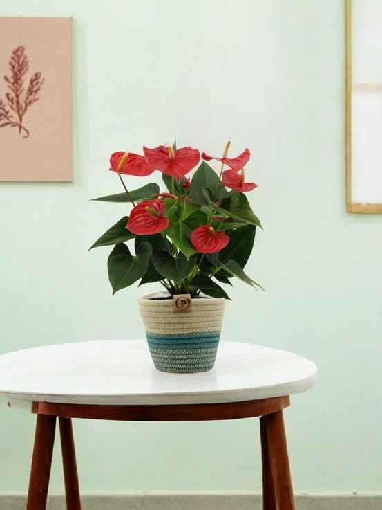 Anthurium andreanum esudo et son pot panier - hauteur 45cm