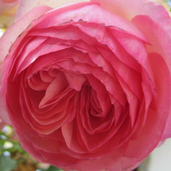 Rosier grimpant pierre de ronsard® 'meiviolin' - prêt à fleurir pot de 5 litres - prêt à fleurir