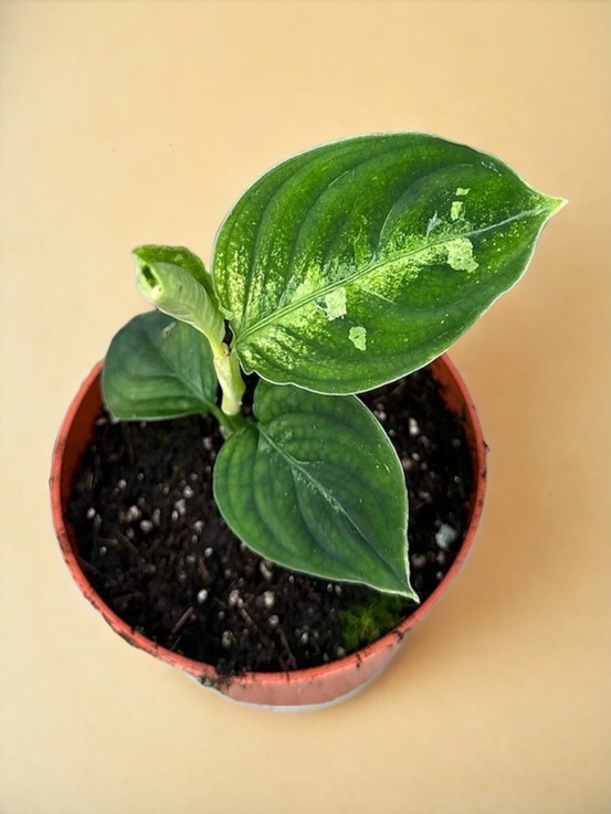 Aglaonema pictum bicolor