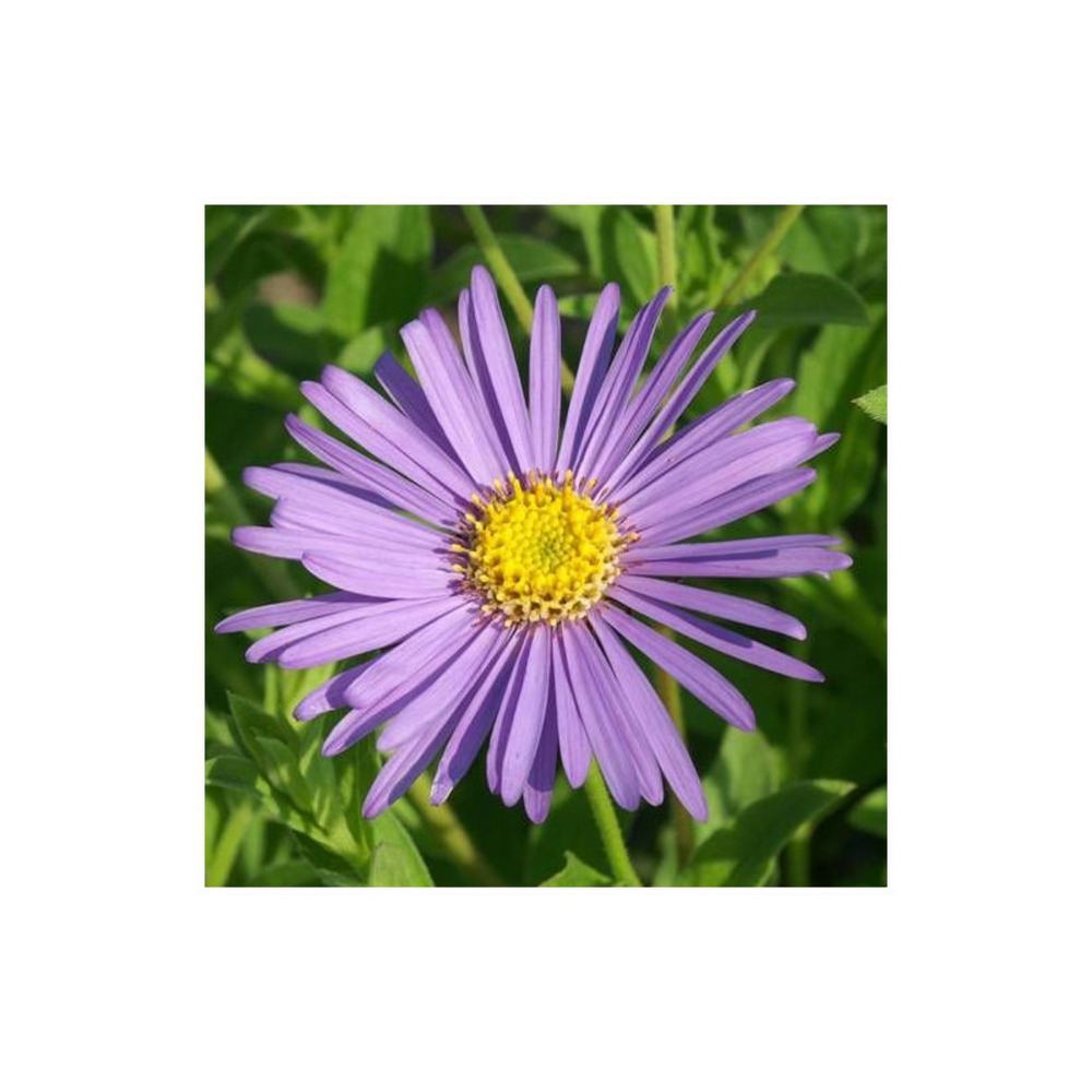 Aster d'été frikartii mönch lot de 9 godets