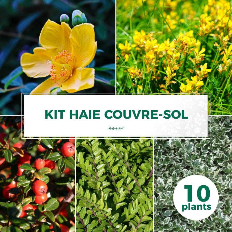 Kit haie couvre sol - 10 jeunes plants - 10 jeunes plants : taille 20/40cm