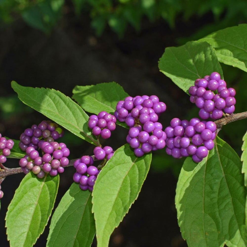 Callicarpa, arbuste aux bonbons profusion pot de 3l - 20/40 cm