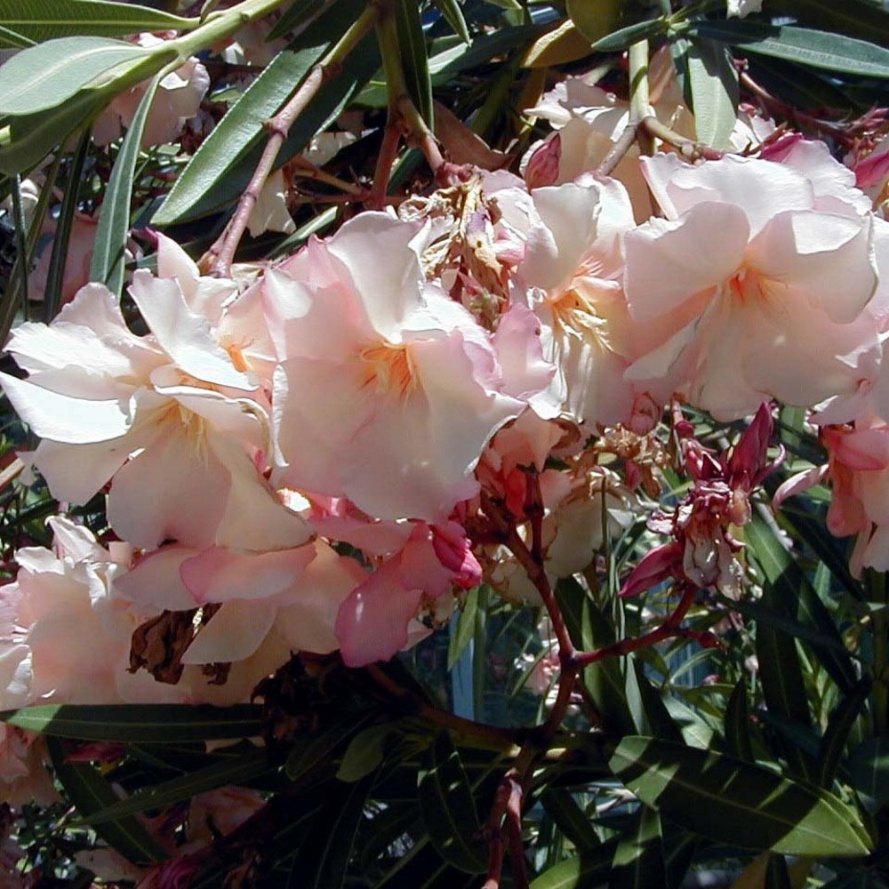 Laurier rose 'provence' pot de 3l/4l, buisson, touffe