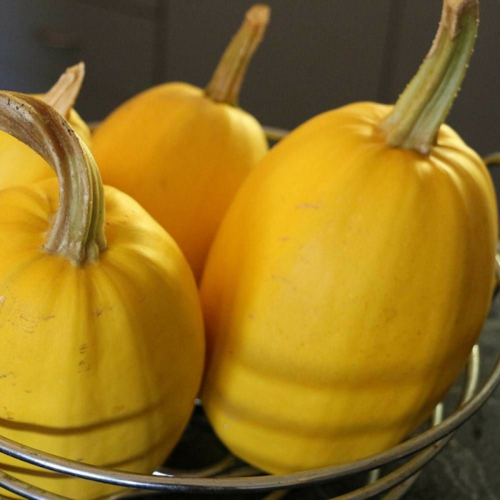 Graines de courgette vegetable spaghetti - vilmorin sachet