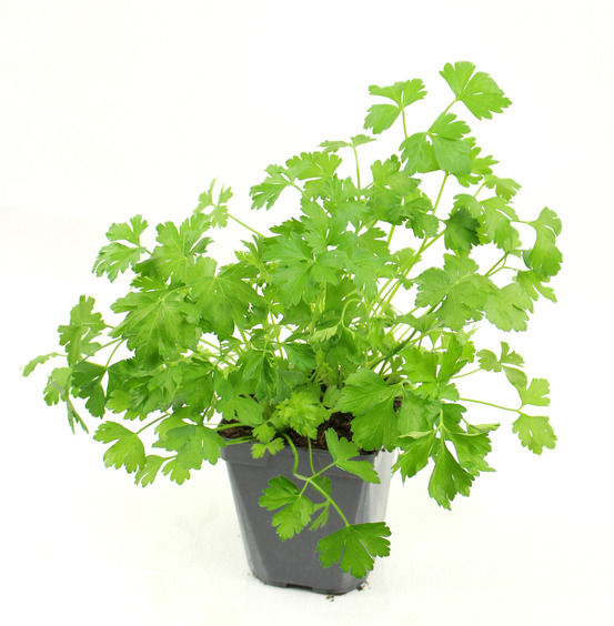 Plant de persil simple pot de 1 l
