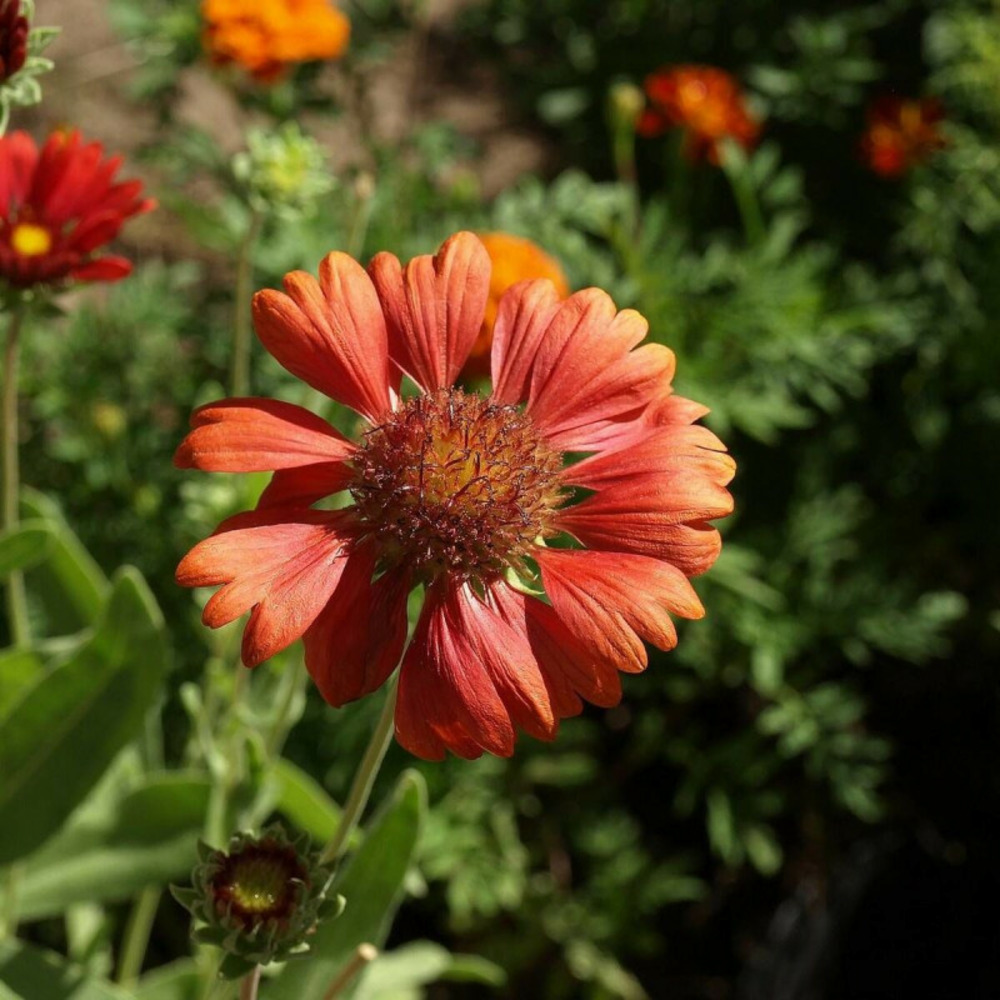 Gaillarde burgunder godet - 5/20 cm