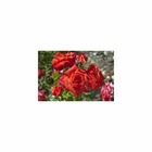 Rosier buisson orange rouge 'Rusticana®' 'Poppy Flash' : en motte