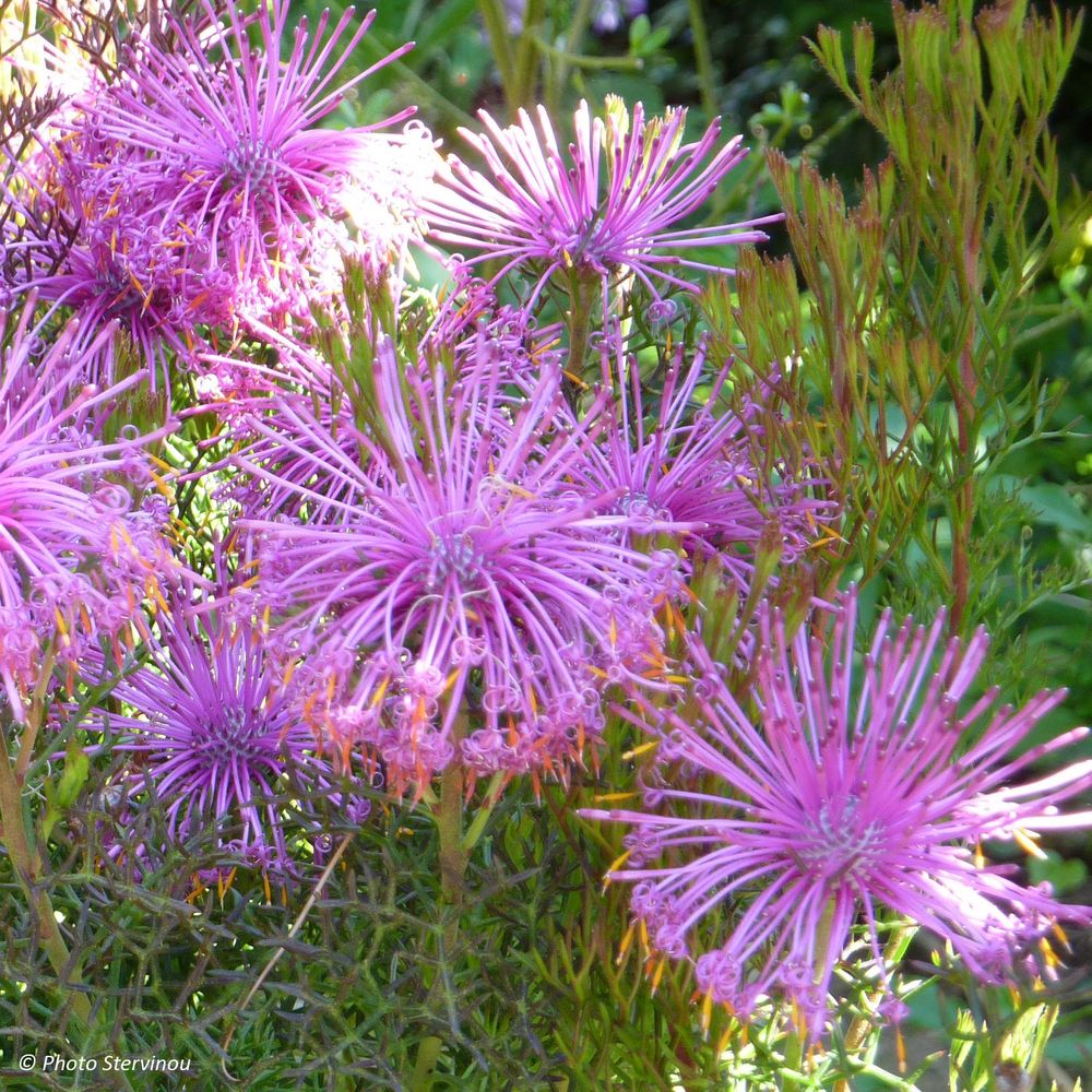 Isopogon formosus pot de 3l/4l