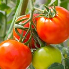 3 plants de tomate montfavet f1, les 3 plants / ø 10.5cm