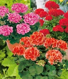 Offre geraniums zonales - 6 godets plante annuelle