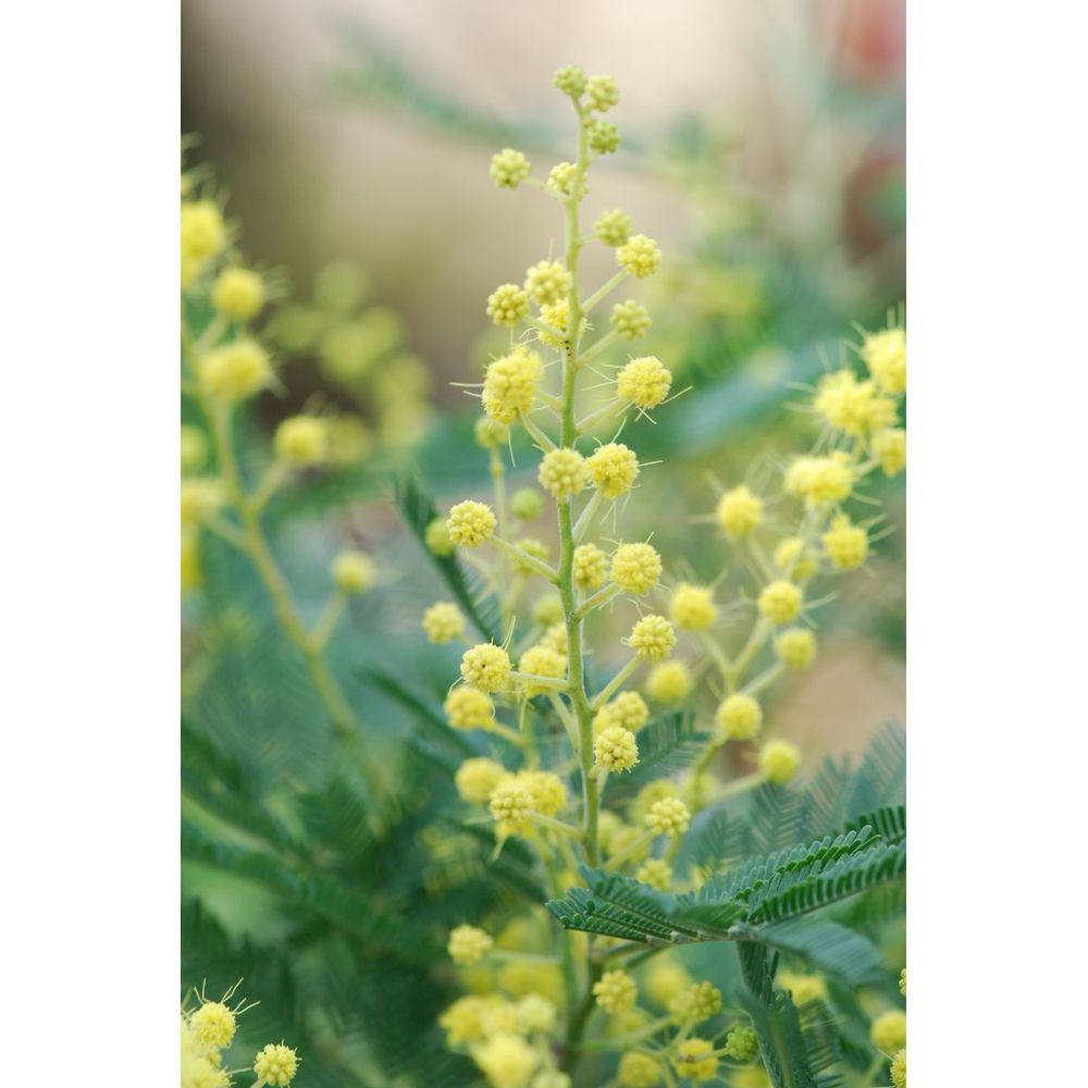 Mimosa d'hiver le gaulois' tige - en pot de 4 litres