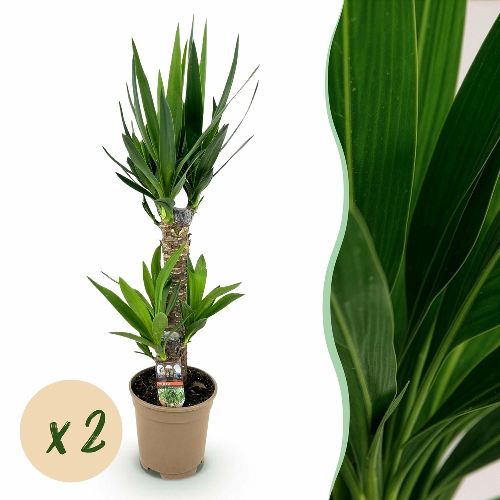 Yucca elephantipes – lot de 2 – pot 17 cm – hauteur 75 cm