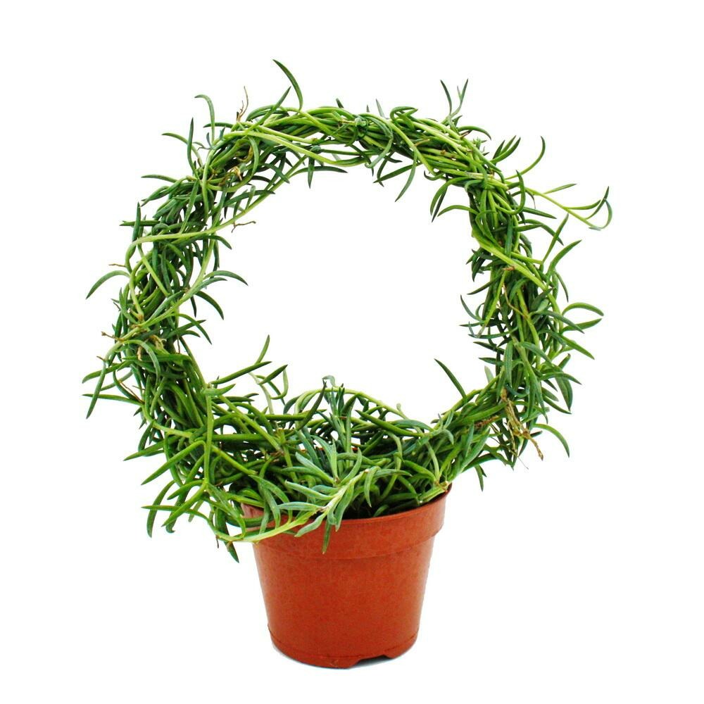Senecio radicans - collier de bananes - sur l'arc rond pot de 15cm