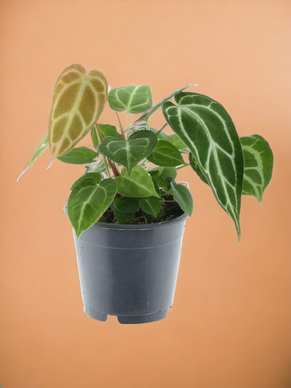 Anthurium chrystallium