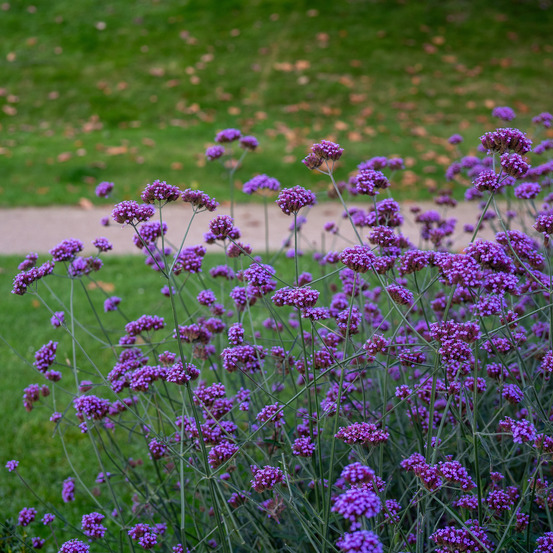 Lot de 3 - verveine de bonariensis - ironhard - plantes de jardin - hauteur 10-20 cm - pot 9x9 cm