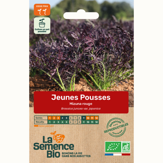 Jeunes pousses mizuna rouge - graines bio