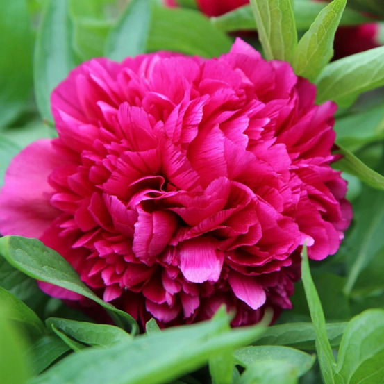 Pivoine herbacée adolphe rousseau pot de 2 litres
