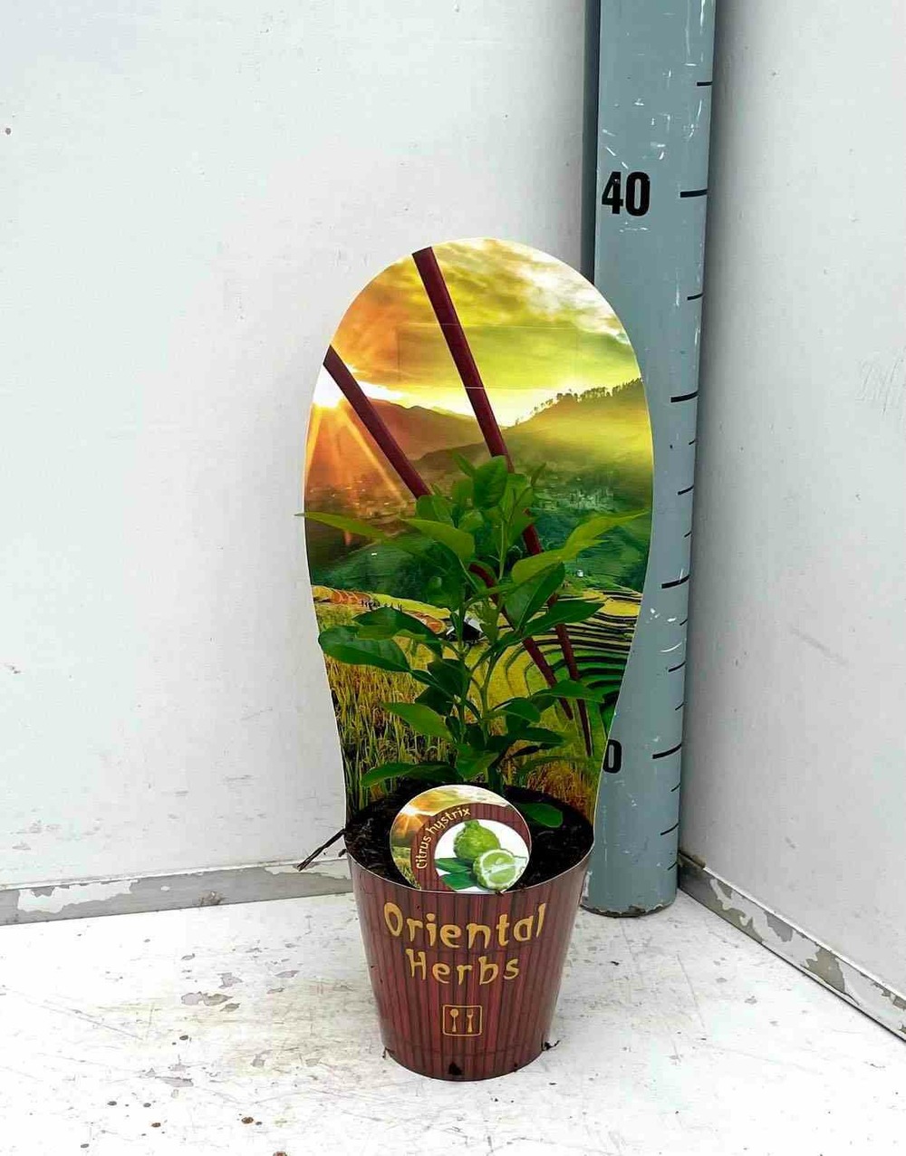 Citrus hystrix agrumes (combava, kaffir lime, combawa, cumbava) pot de 9 litres -140/160 cm