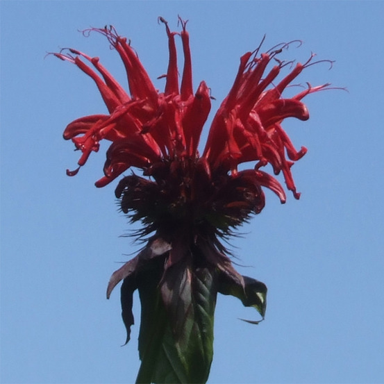 Monarde 'jacob cline' godet de 8/9 cm