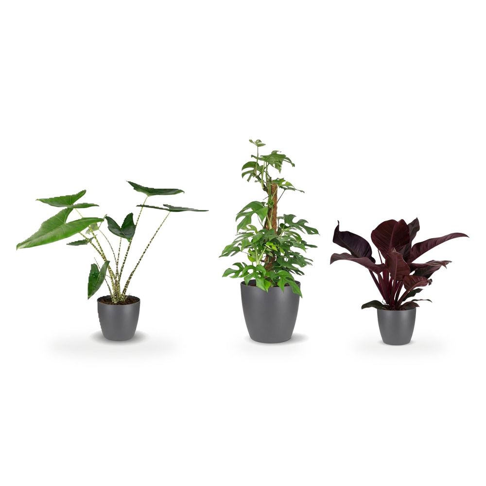 Trio jungle pot gris — monstera minima sur tuteur, philodendron imperial red & alocasia zebrina