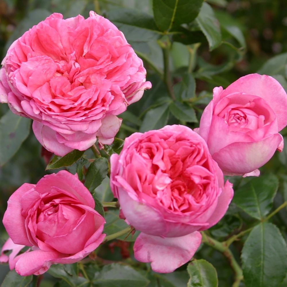 Rosier 'la rose de molinard ' pot de 4l/5l